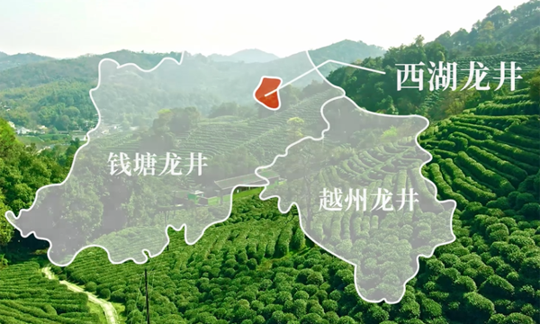 史无前例获双法保护的西湖龙井，为何如此珍贵？