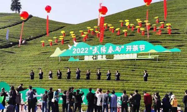 浙江武义：数字赋能茶更香 “四色”茶叶促共富