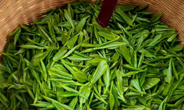 首批“明前茶”开采，贵阳茶叶基地茶韵飘香