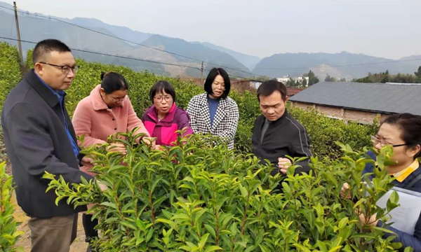 赣州市茶协：专家开春再来临 考察指导授茶技专家开春再来临 考察指导授茶技