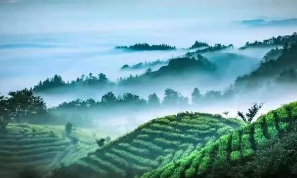 筠连川红特色小镇：春茶生产迎高峰 茶农喜获丰收