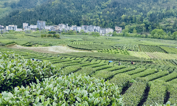 湖北公布60个茶叶主产区名单