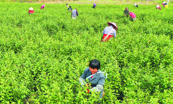 合肥首批春茶进入采摘期 去年茶叶产值超17亿元