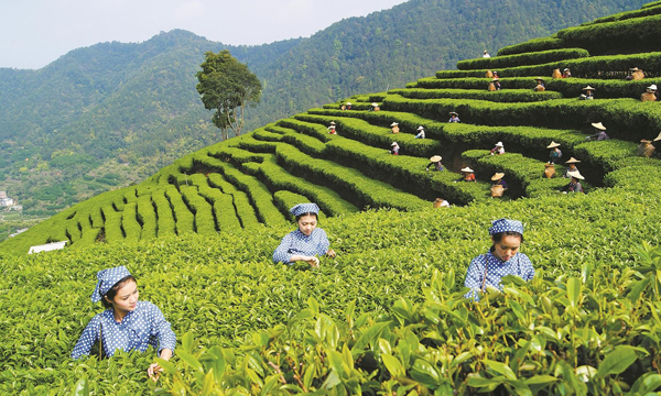 春茶鲜嫩茶农抢采“明前茶” 广东春茶已陆续上市