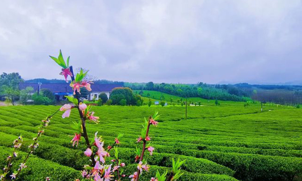 生机勃勃！咸宁茶产业综合产值130亿元！