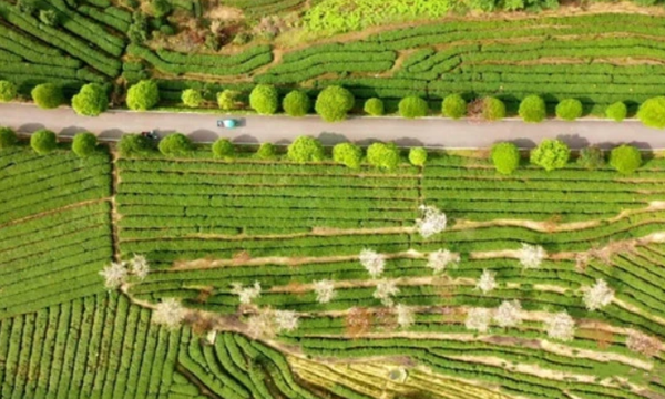 丽水：第十五届中国茶商大会·松阳云上香茶节“云端”开幕
