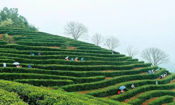 春暖茶飘香 明前采茶忙