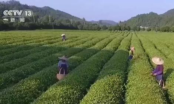 我国茶叶积极参与“一带一路”国际合作茶叶出口逆势增长展现出强大韧性