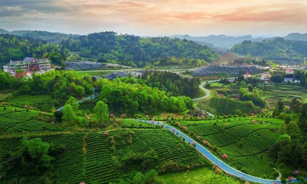 黔南：春天充满茶香和希望