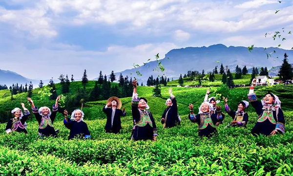 贵州绿茶那看不见的绿