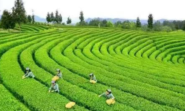 旺苍将举办第十二届米仓山采茶节