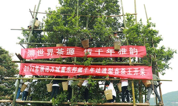 再创新高！澜沧邦崴千年古茶王开采收鲜叶91.2公斤