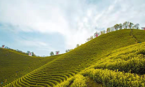 多重因素影响产业发展 “新”茶寻求突围