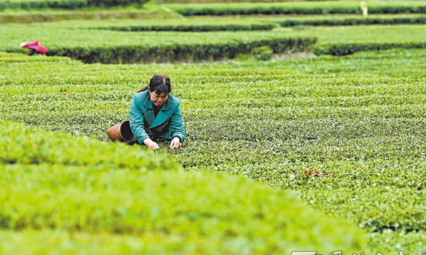 “大银行”牵手“小茶企”：金融活水沏好茶