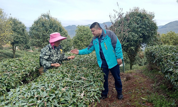 恩施市：玉露飘香 茶农茶企忙