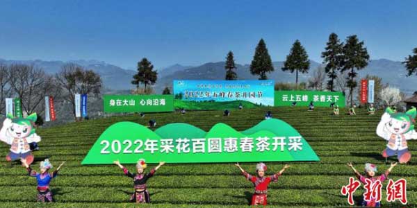 湖北五峰：茶叶炒制不炒作 推出百元惠民茶