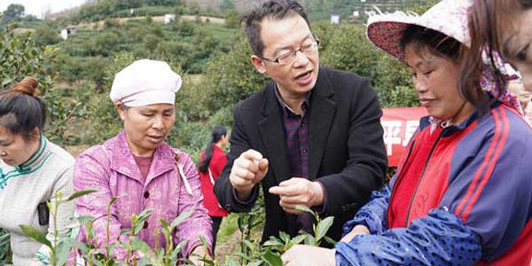 “黎平茶”飘香振兴路！黎平县2021年实现茶叶产值13.1亿元 