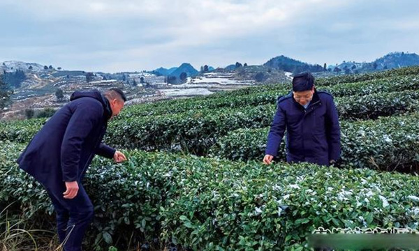浇灌 “小绿叶” 撑起 “大产业”——紫云自治县农商银行助力县域茶产业发展