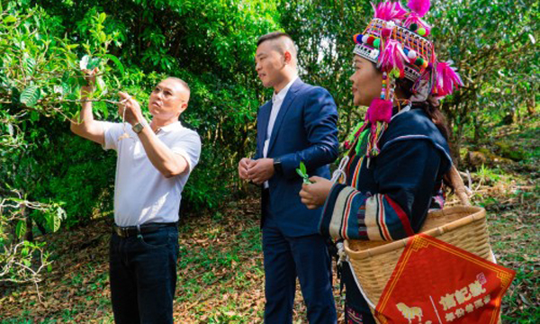 八马茶业：致力于古茶树保护性采摘 助推云南茶产业可持续发展
