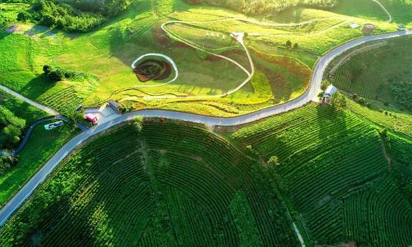 “茶叶的质量是可以创造出来的！”院士在三茶统筹发展高峰论坛上这样说