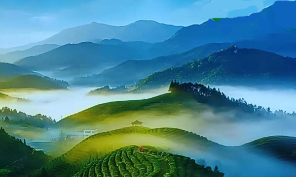 茶山歌飞——遂川茶乡见闻