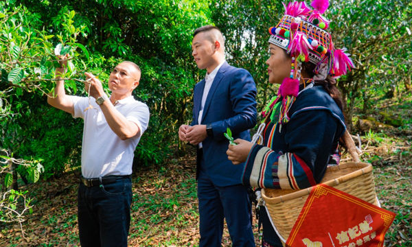 助力行业可持续发展 八马茶业普洱茶保护性采摘引关注