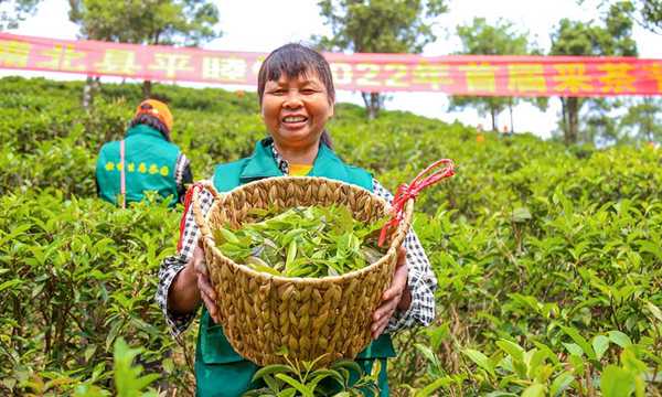 广西浦北：“小茶叶”托起“大产业”