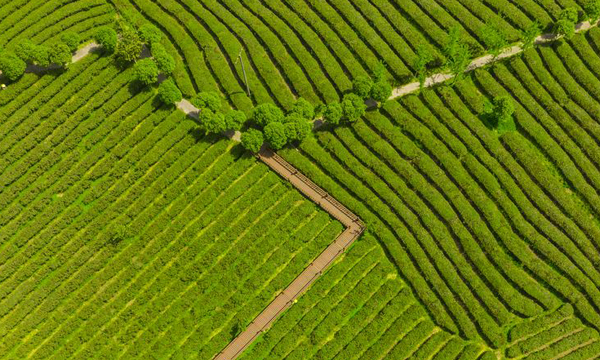 贵州：茶旅一体化 致富一方农