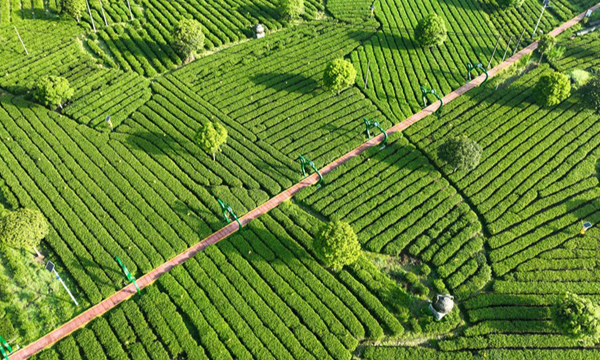 江西遂川29万亩“狗牯脑”采摘忙 茶旅融合迎客来