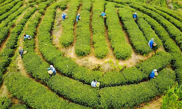 「五年看变化」从“茶叶货”到名优茶 安顺茶靠品牌突围