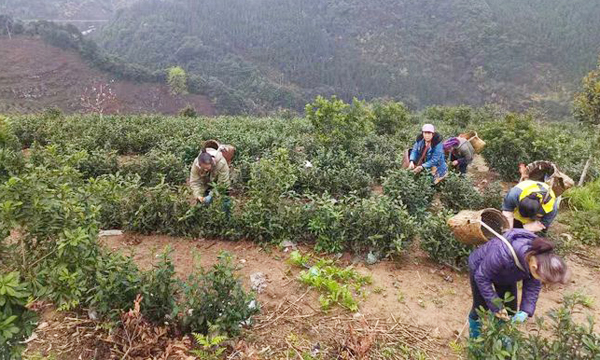 双牌单江村：我们不种茶但是我们有好茶