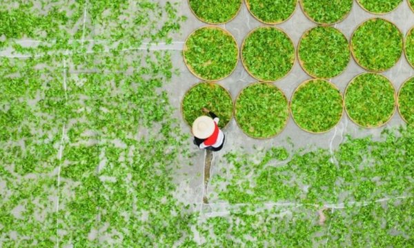 一片茶叶的24小时之旅！看完就知道明前茶为何这么香