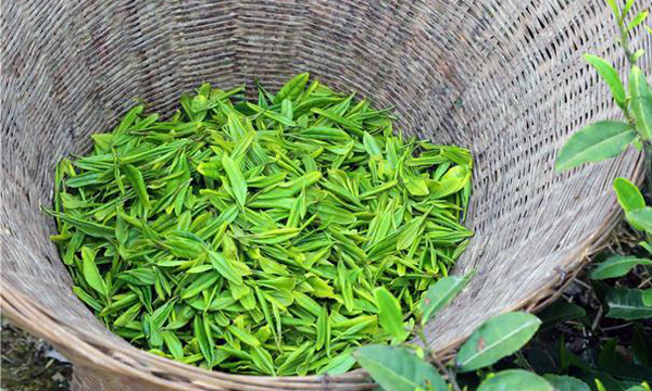 陇南碧口马家山：打好茶叶牌吃上产业饭