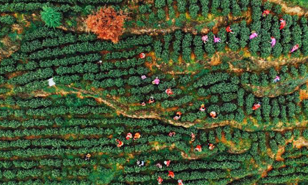 贵州毕节七星关区：发展茶产业 助力乡村振兴发展