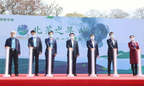 崂山春茶开采！崂山茶区域公用品牌新形象全球首发