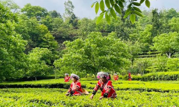 破题“小、散、乱”困局 云南凤庆滇红茶“再出发”