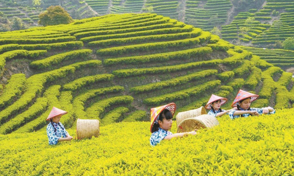 让潮州工夫茶香飘世界