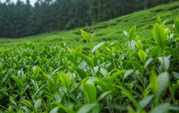 521国际茶日 健康茶生活|为曦瓜生态茶园写下“绿色”新文章