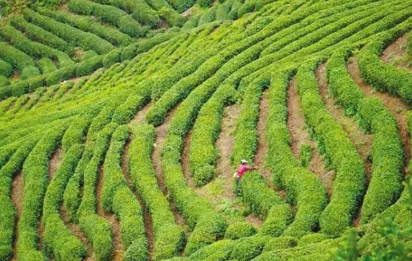 38.71亿元！“汉中仙毫”品牌价值攀升的背后