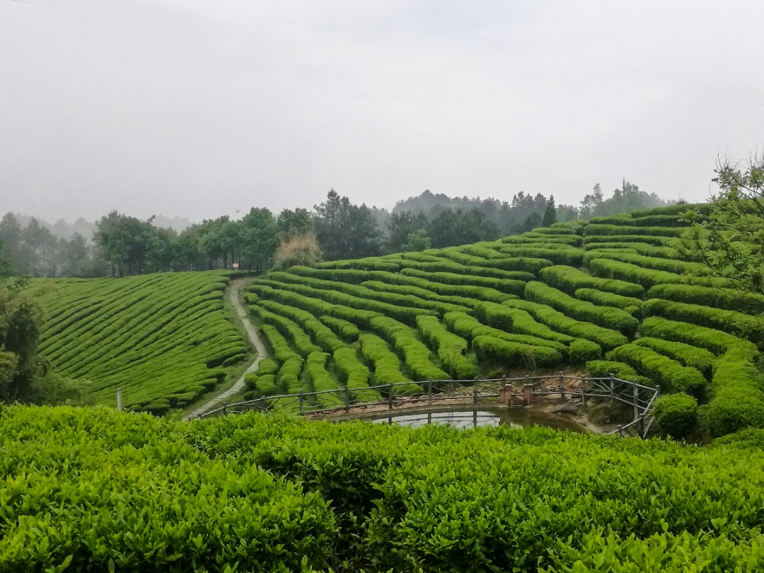 第七届巴中云顶茶文化旅游节即将召开