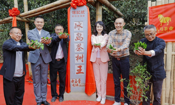 连续3年进行老班章、冰岛双茶王保护性开采！八马信记号开启古茶树保护新模式