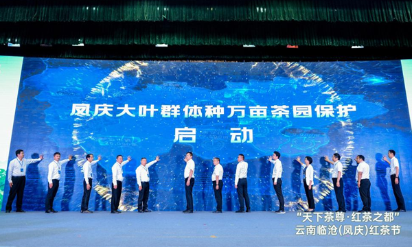 天下茶尊·红茶之都”云南临沧（凤庆）红茶节等一系列活动圆满落幕