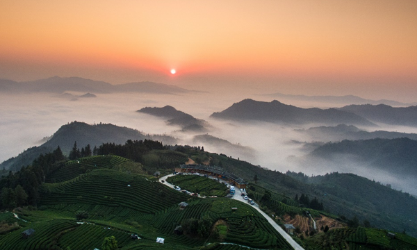 饮一杯早春佳茗，揽百里侗乡入怀