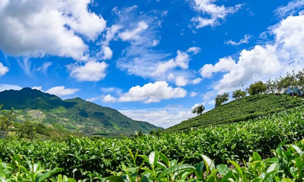 深化经贸协作，促进茶产区发展，第四届茶商大会即将启幕