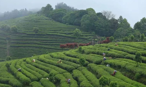 “三茶融合”练就坦洋工夫“真功夫”