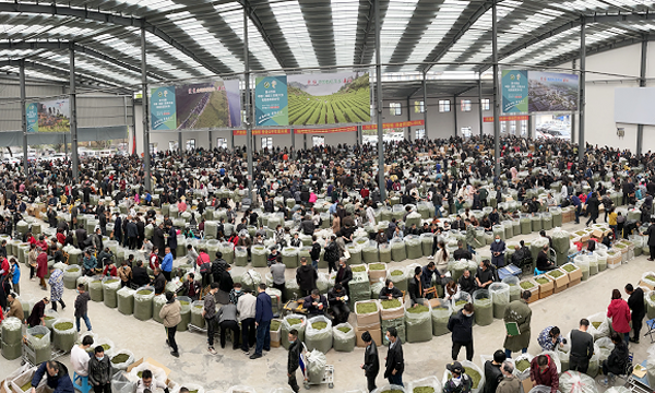 浙江浙南茶叶市场的成功之路