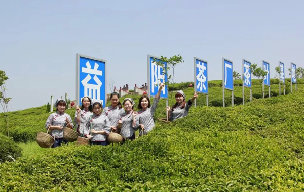【会员风采展示】益阳茶厂有限公司