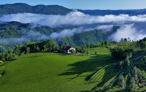 “山南”茶区，珍品辈出——宜昌茶产业介绍