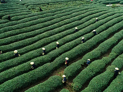 去茶乡天台，探寻茶源文化之旅
