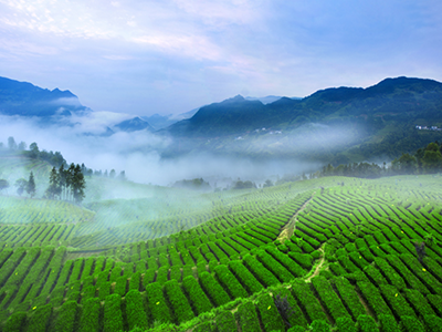 世界硒都茶旅融合生态旅游线路